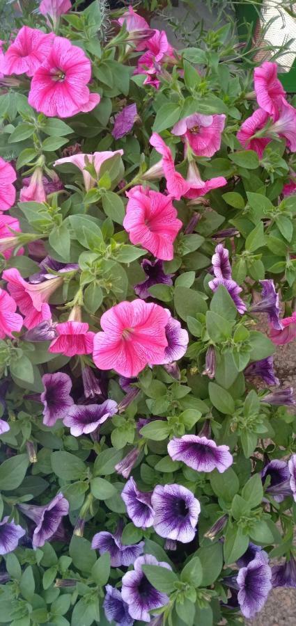 Adria Bella Locazione Turistica Bed & Breakfast Dış mekan fotoğraf